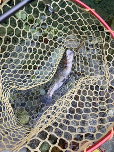 ニジマスの釣果