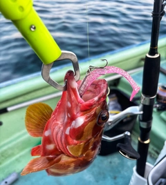 アカハタの釣果