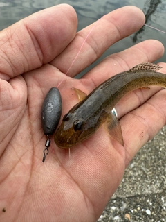 マハゼの釣果