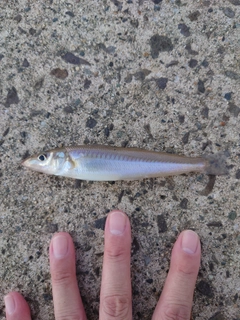 シロギスの釣果