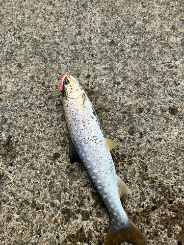 アメマスの釣果