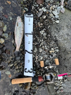 ニジマスの釣果
