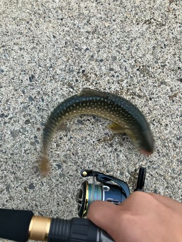 アメマスの釣果