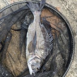クロダイ
