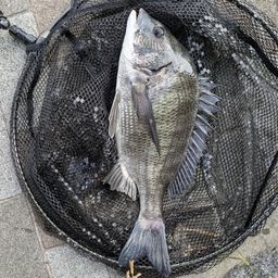 クロダイ