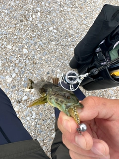 アナハゼの釣果