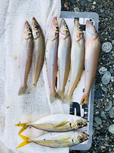 シロギスの釣果