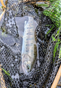 ヤマメの釣果