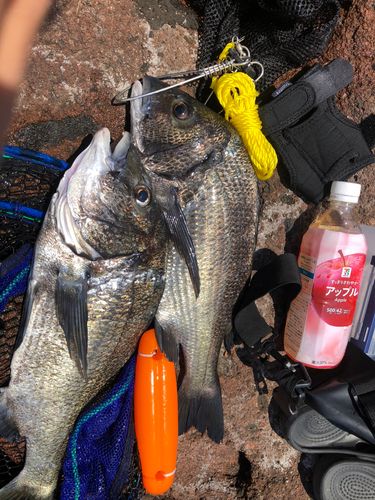 チヌの釣果