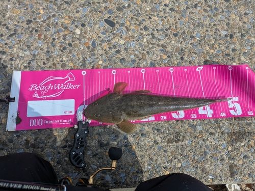 マゴチの釣果