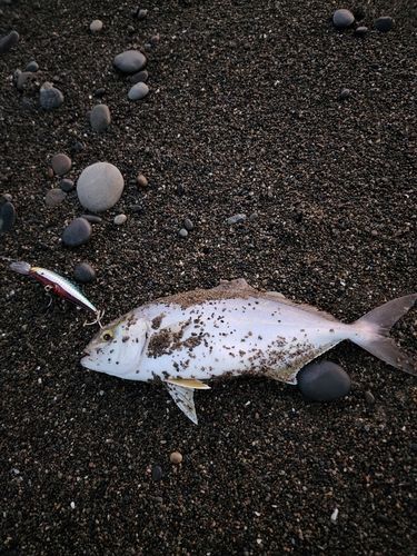 シオの釣果