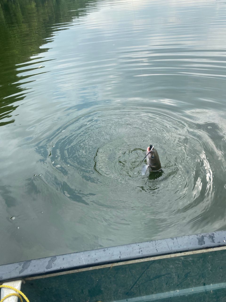 アメリカンキャットフィッシュ