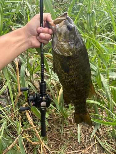 スモールマウスバスの釣果