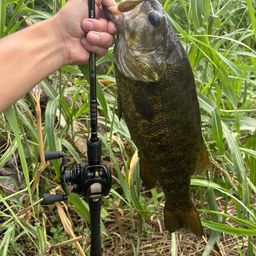 スモールマウスバス