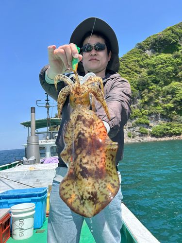 アオリイカの釣果