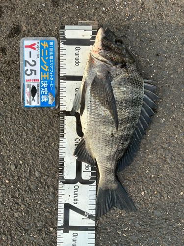 チヌの釣果