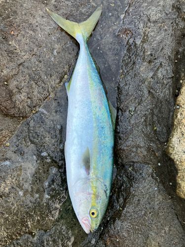 ワカシの釣果