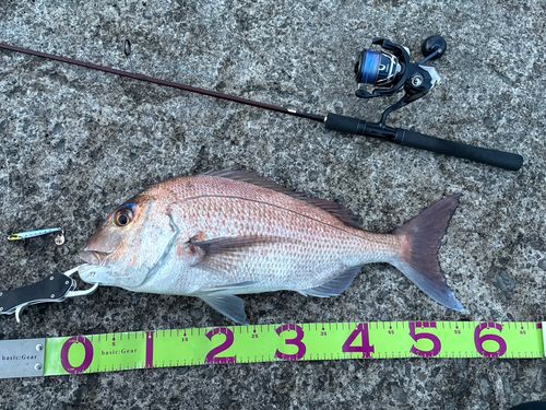 マダイの釣果