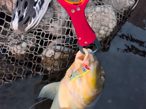 コイの釣果