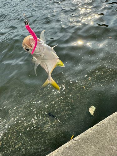 メッキの釣果