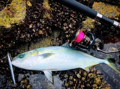 イナダの釣果