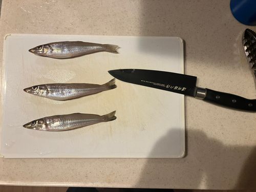 キスの釣果