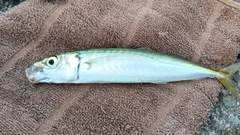 ムロアジの釣果
