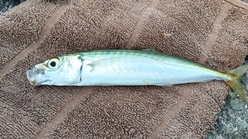 ムロアジの釣果