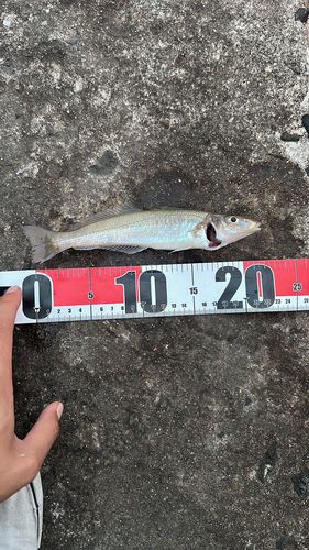 キスの釣果