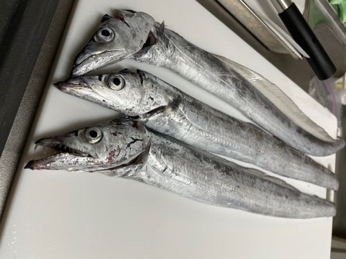 タチウオの釣果