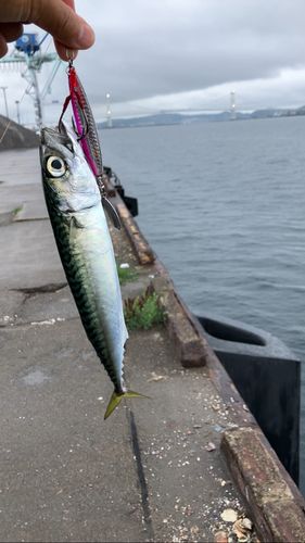 サバの釣果