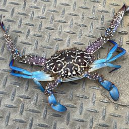 タイワンガザミ