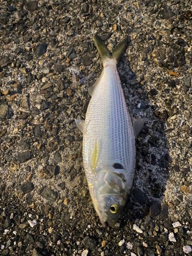 コノシロの釣果