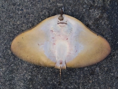 ツバクロエイの釣果