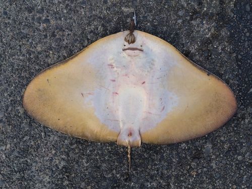 ツバクロエイの釣果