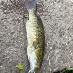 スモールマウスバス