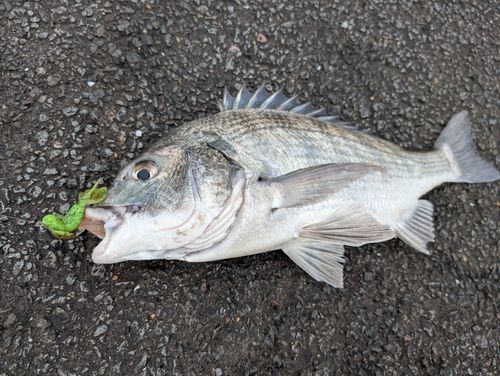 チヌの釣果