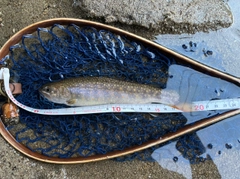 イワナの釣果