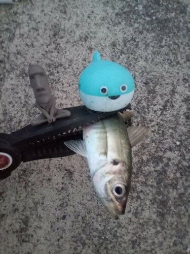 マアジの釣果