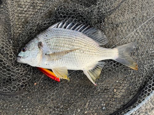 キビレの釣果