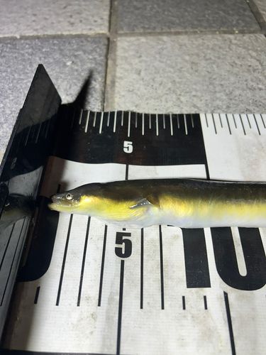 ウナギの釣果