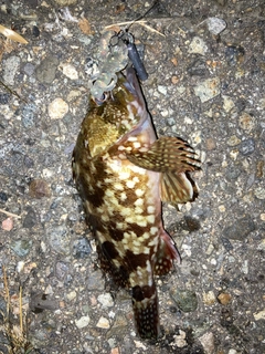 カサゴの釣果