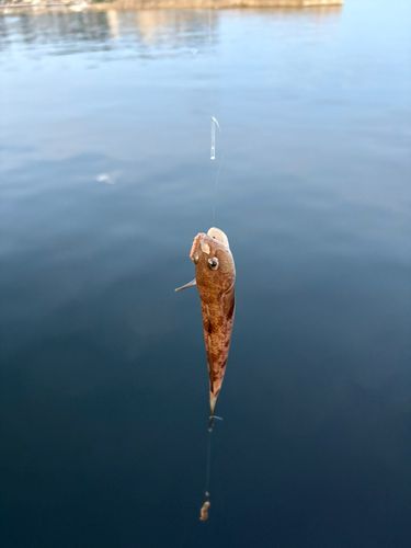 ハゼの釣果