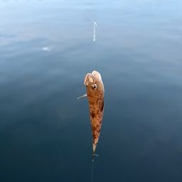 ハゼ