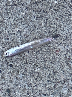 イワシの釣果