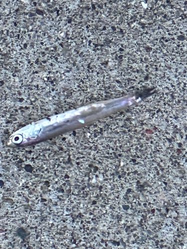 イワシの釣果