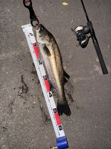 スズキの釣果