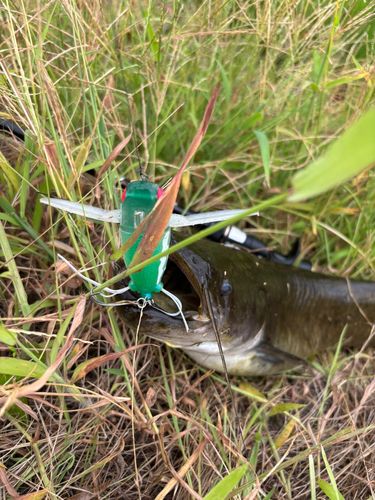 マナマズの釣果
