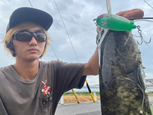 マナマズの釣果