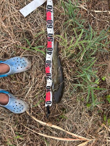 マナマズの釣果